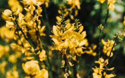 QUELLES FLEURS CULTIVER PENDANT L’ÉTÉ