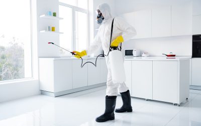 Qu’est-ce que le diagnostic termite ?