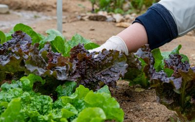 Plantation de salades : Ce qu’il faut savoir