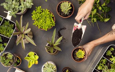 Plantations d’automne : Les conseils à suivre pour un jardin au top