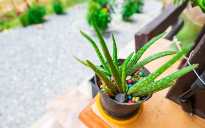 Quelles plantes mettre dans une chambre ? 