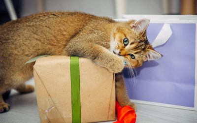 Des aménagements dans la maison pour le plaisir de votre chat 