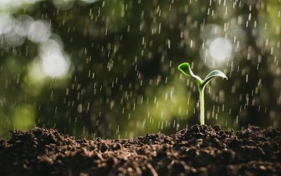 Comment protéger le jardin du froid