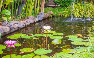 Comment aménager un bassin dans votre jardin ? 