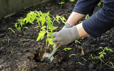 Fabriquer ses propres pots de plantes