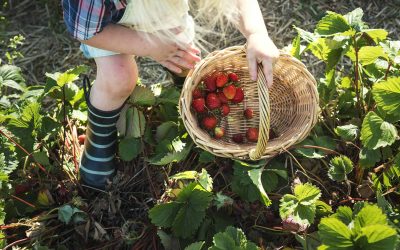 Les plantes à faire pousser  dans votre balcon en septembre