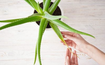 Plantes qui dépolluent l&rsquo;air à adopter dans votre maison