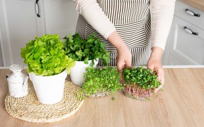 Les plantes indispensables à avoir dans votre cuisine