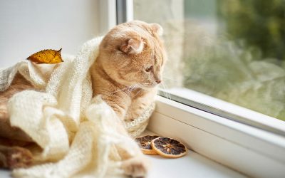 6 conseils pour garder votre animal de compagnie en sécurité en hiver 