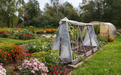 Conseils pratiques pour protéger votre jardin de l&rsquo; hiver