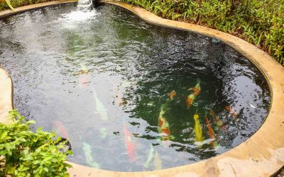 Comment créer un bassin à poissons dans un jardin ?