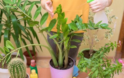 Comment créer un potager dans une jardinière et que mettre dedans ?