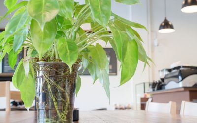 Les plantes à cultiver chez soi pendant le printemps