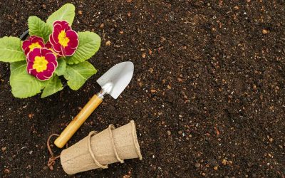 Quels engrais naturels utiliser pour obtenir de magnifiques rosiers ?