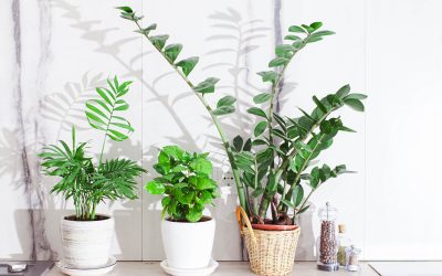 Pouvoir vert : comment les plantes d&rsquo;intérieur transforment votre maison en oasis de bien-être 