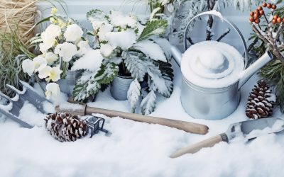 Les plantes idéales pour embellir votre jardin en hiver