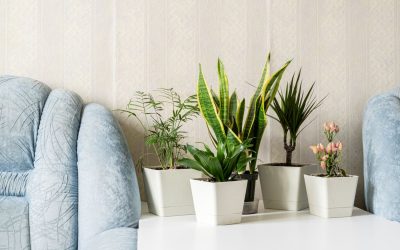 Les meilleures plantes d’intérieur à cultiver chez soi