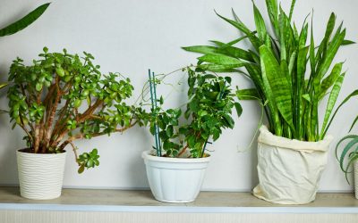 Décorer son salon avec des plantes d’intérieur : astuces pour un espace optimisé et naturel